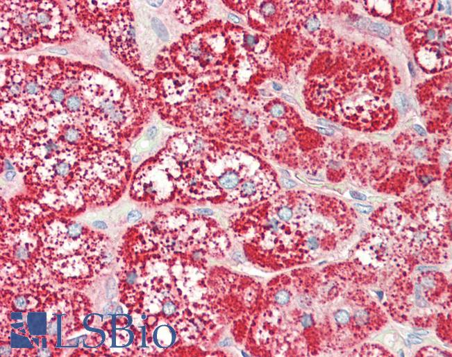 SLC47A1 / MATE1 Antibody - Anti-SLC47A1 / MATE1 antibody IHC staining of human adrenal. Immunohistochemistry of formalin-fixed, paraffin-embedded tissue after heat-induced antigen retrieval.
