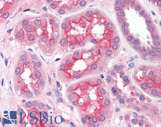 SLC5A1 / SGLT1 Antibody - Anti-SLC5A1 / SGLT1 antibody IHC of human kidney. Immunohistochemistry of formalin-fixed, paraffin-embedded tissue after heat-induced antigen retrieval. Antibody concentration 5 ug/ml.