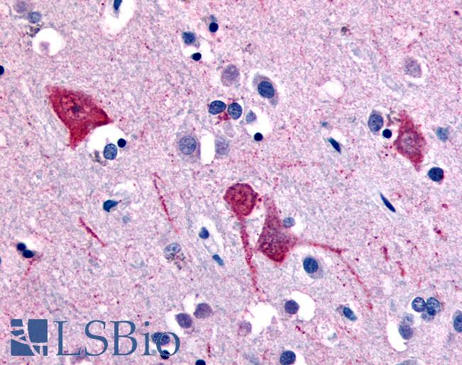 SLC5A11 / SMIT2 Antibody - Anti-SLC5A11 antibody IHC of human brain, cortex. Immunohistochemistry of formalin-fixed, paraffin-embedded tissue after heat-induced antigen retrieval.
