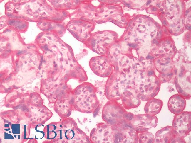 SLC5A6 / SMVT Antibody - Human Placenta: Formalin-Fixed, Paraffin-Embedded (FFPE)