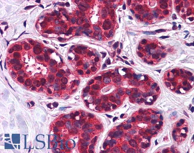 SLC5A6 / SMVT Antibody - Anti-SLC5A6 antibody IHC of human breast. Immunohistochemistry of formalin-fixed, paraffin-embedded tissue after heat-induced antigen retrieval.