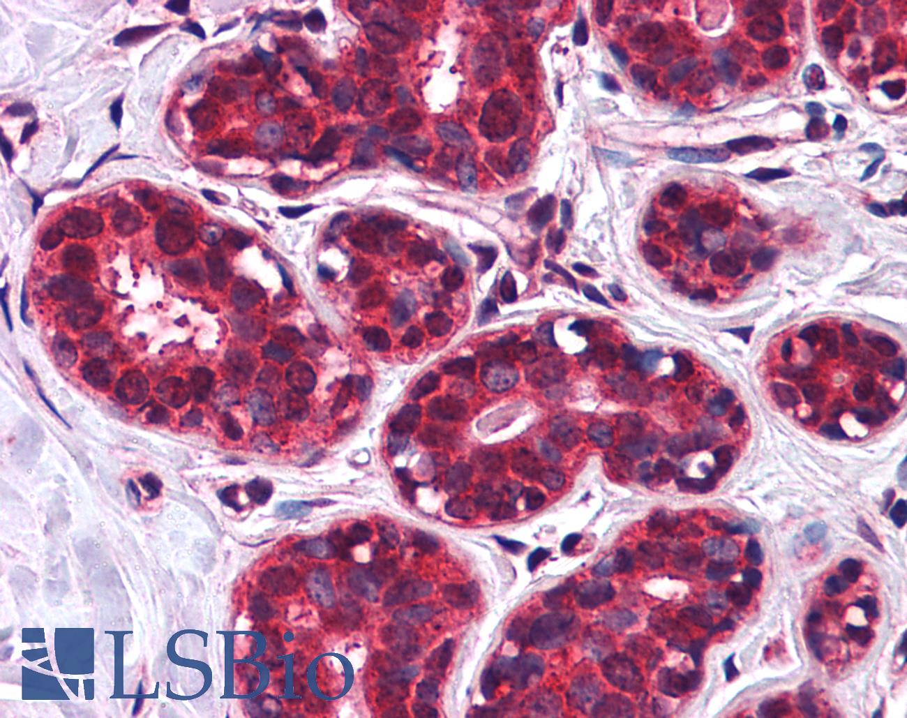 SLC5A6 / SMVT Antibody - Anti-SLC5A6 antibody IHC of human breast. Immunohistochemistry of formalin-fixed, paraffin-embedded tissue after heat-induced antigen retrieval.