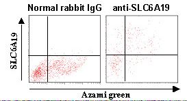 SLC6A19 Antibody