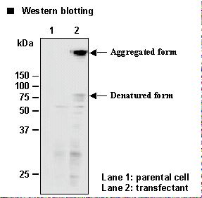 SLC6A7 Antibody