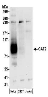 SLC7A2 Antibody - Detection of Human CAT2 by Western Blot. Samples: Whole cell lysate (50 ug) prepared using NETN buffer from HeLa, 293T, and Jurkat cells. Antibodies: Affinity purified rabbit anti-CAT2 antibody used for WB at 1 ug/ml. Detection: Chemiluminescence with an exposure time of 30 seconds.
