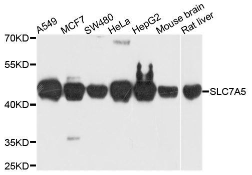 SLC7A5 / CD98 Light Chain Antibody - Western blot analysis of cell lines, extracts of mouse brain and rat liver.