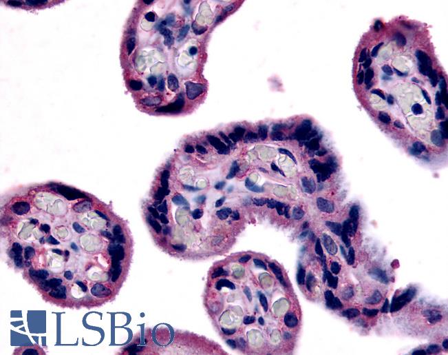 SLC7A5 / CD98 Light Chain Antibody - Anti-SLC7A5 antibody IHC of human placenta. Immunohistochemistry of formalin-fixed, paraffin-embedded tissue after heat-induced antigen retrieval.