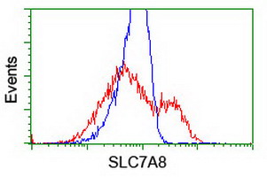 SLC7A8 / LAT2 Antibody - HEK293T cells transfected with either overexpress plasmid (Red) or empty vector control plasmid (Blue) were immunostained by anti-SLC7A8 antibody, and then analyzed by flow cytometry.