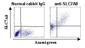 SLC7A8 / LAT2 Antibody