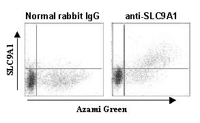 SLC9A1 / NHE1 Antibody - Flow cytometric analysis of intracelluar SLC9A1 expression on 293T transiently expressing SLC9A1 and Azami green