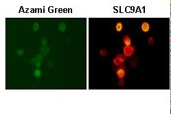 SLC9A1 / NHE1 Antibody - ICC detection of SLC9A1 (Right) in 293T transiently expressing SLC9A1 and Azami-green with the Anti-SLC9A1 Antibody.