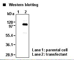 SLC9A1 / NHE1 Antibody - Western blot analysis of SLC9A1 expression in Myc-tagged SLC9A1 transfected 293T and parental cell using the Anti-SLC9A1 Antibody.