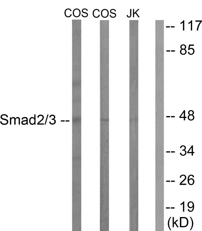 SMAD2+3 Antibody - Western blot analysis of lysates from COS7 and Jurkat cells, treated with UV 15', using Smad2/3 Antibody. The lane on the right is blocked with the synthesized peptide.