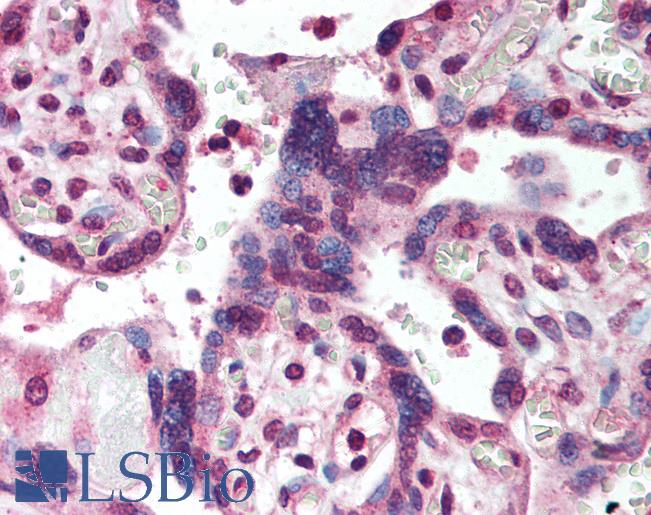 SMAD2 Antibody - Anti-SMAD2 antibody IHC of human placenta. Immunohistochemistry of formalin-fixed, paraffin-embedded tissue after heat-induced antigen retrieval. Antibody concentration 5 ug/ml.