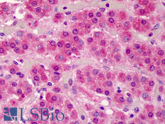SMAD3 Antibody - Anti-SMAD3 antibody IHC of human adrenal. Immunohistochemistry of formalin-fixed, paraffin-embedded tissue after heat-induced antigen retrieval. Antibody concentration 10 ug/ml.