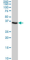 SMAD3 Antibody - SMAD3 monoclonal antibody clone 2C12. Western blot of SMAD3 expression in U-2 OS.