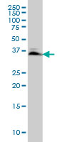 SMAD3 Antibody - SMAD3 monoclonal antibody clone 7F3. Western blot of SMAD3 expression in HeLa.