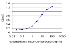 SMAD3 Antibody - Detection limit for recombinant GST tagged SMAD3 is approximately 0.1 ng/ml as a capture antibody.
