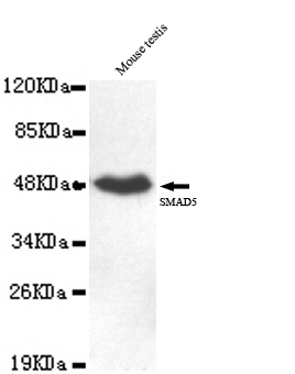 SMAD5 Antibody - SMAD5 antibody at 1/1000 dilution mouse testis cell lysate 40 ug/Lane.