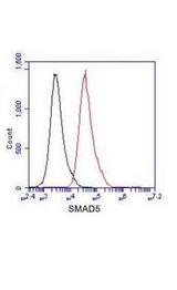 SMAD5 Antibody - Flow Cytometry analysis of Jurkat cells stained with SMAD5 (red, 1/100 dilution), followed by FITC-conjugated goat anti-mouse IgG. Black line histogram represents the isotype control, normal mouse IgG.