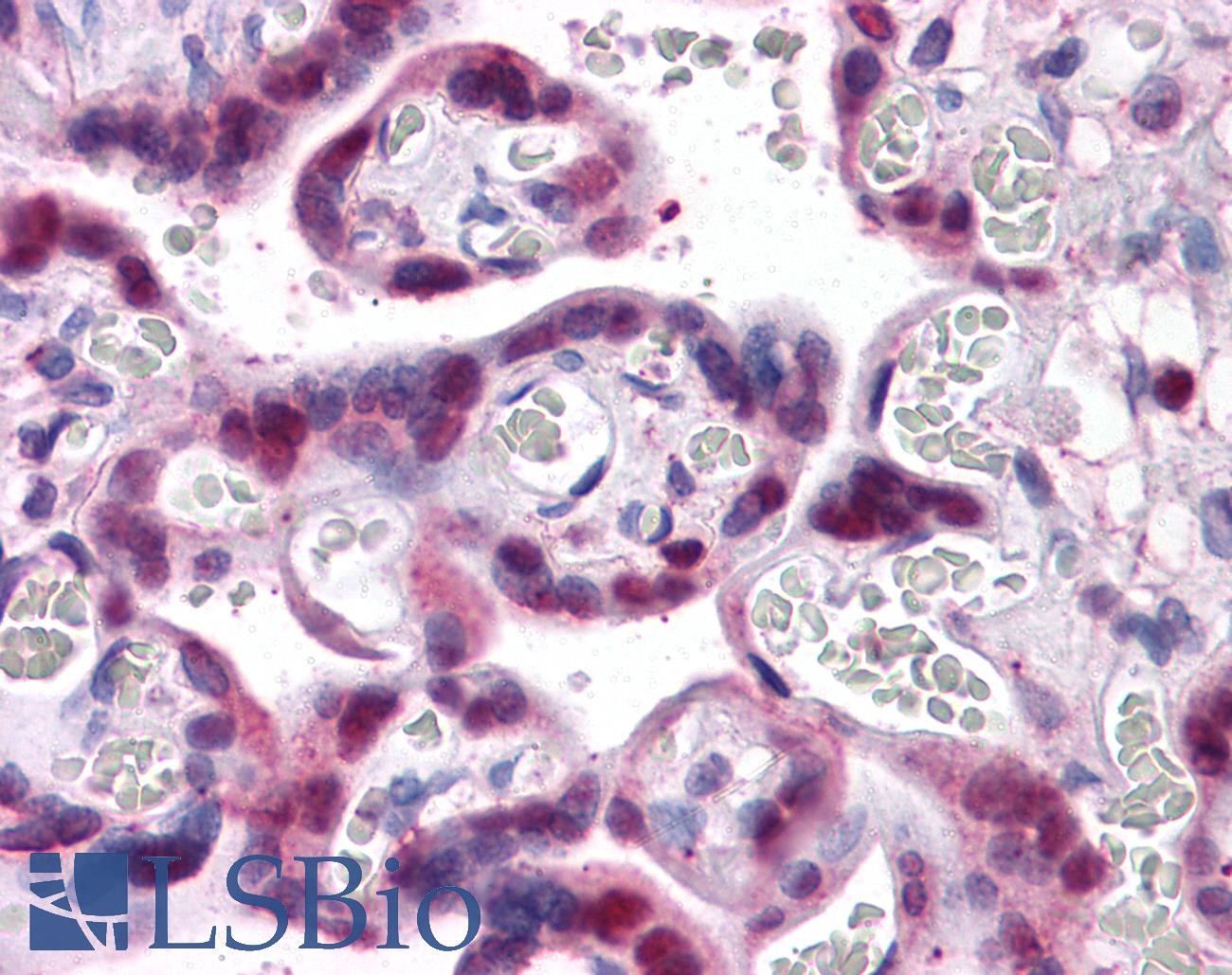 SMAD6 Antibody - Anti-SMAD6 antibody IHC of human placenta. Immunohistochemistry of formalin-fixed, paraffin-embedded tissue after heat-induced antigen retrieval. Antibody concentration 5 ug/ml.