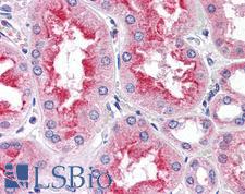 SMAD9 Antibody - Anti-SMAD9 antibody IHC of human kidney. Immunohistochemistry of formalin-fixed, paraffin-embedded tissue after heat-induced antigen retrieval. Antibody concentration 5 ug/ml.