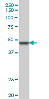 SMARCB1 / INI1 Antibody - Western blot of SMARCB1 expression in PC-12 cell lysate.