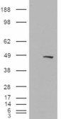 SMARCE1 / BAF57 Antibody - HEK293 overexpressing BAF57 (RC209444) and probed with the antibody (mock transfection in first lane).
