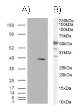 SMARCE1 / BAF57 Antibody - A) HEK293 overexpressing BAF57 (RC209444) and probed with Goat Anti-BAF57 / SMARCE1 Antibody (mock transfection in first lane), tested by Origene. B) see Western Blot.