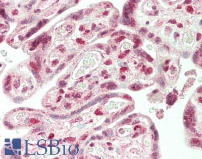 SMG9 Antibody - Human Placenta: Formalin-Fixed, Paraffin-Embedded (FFPE)