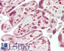 SMG9 Antibody - Human Placenta: Formalin-Fixed, Paraffin-Embedded (FFPE)