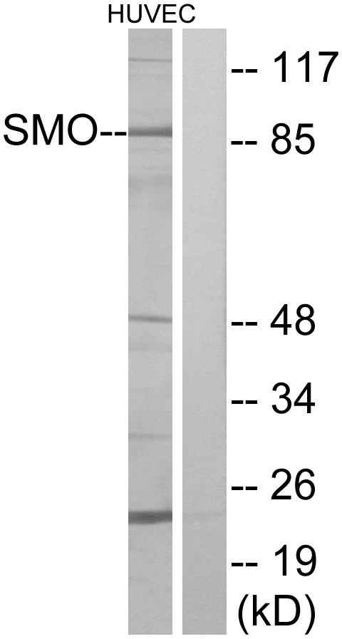 SMO / Smoothened Antibody - Western blot analysis of Anti-SMO antibody (LS-B4911, 1:500 dilution; 30 µg of protein per lane). Lane 1: HUVEC cell lysates. Antibody produced band at ~86 kDa. Lane 2: HUVEC cell lysates, antibody blocked with synthesized peptide. No Band produced with blocking. 