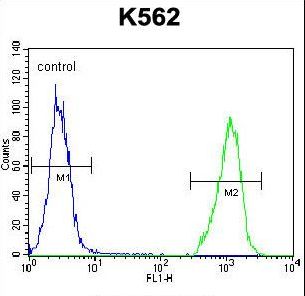 SMPD1 / Acid Sphingomyelinase Antibody - SMPD1 Antibody flow cytometry of K562 cells (right histogram) compared to a negative control cell (left histogram). FITC-conjugated goat-anti-rabbit secondary antibodies were used for the analysis.