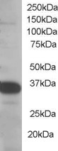 SMUG1 Antibody - Antibody staining (0.5 ug/ml) of Molt-4 lysate (RIPA buffer, 35 ug total protein per lane). Primary incubated for 1 hour. Detected by Western blot of chemiluminescence.