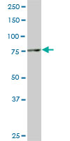 SMURF1 Antibody - Western blot of SMURF1 expression in Raw 264.7 cells with SMURF1 monoclonal antibody, clone 1D7.