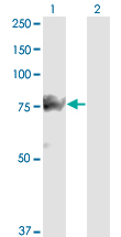 SMURF1 Antibody - Western blot of SMURF1 expression in transfected 293T cell line by SMURF1 monoclonal antibody, clone 1D7.