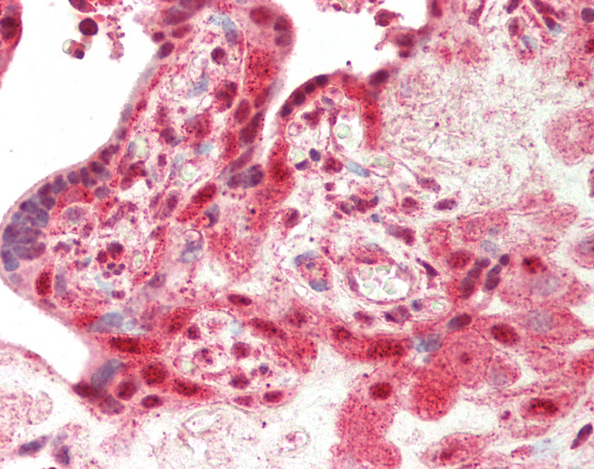 SMURF2 Antibody - Human Placenta: Formalin-Fixed, Paraffin-Embedded (FFPE)