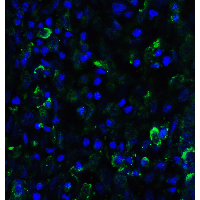 SMURF2 Antibody - Immunofluorescence of SMURF2 in human uterus tissue with SMURF2 antibody at 20 µg/ml.