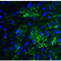 SMURF2 Antibody - Immunofluorescence of SMURF2 in mouse liver tissue with SMURF2 antibody at 20 µg/ml.