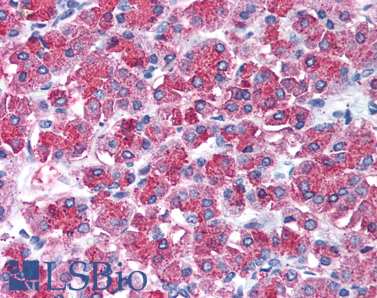 SNAI2 / SLUG Antibody - Anti-SNAI2 / SLUG antibody IHC of human pancreas. Immunohistochemistry of formalin-fixed, paraffin-embedded tissue after heat-induced antigen retrieval. Antibody concentration 10 ug/ml.