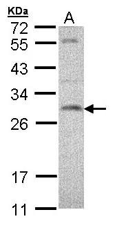 SNAP23 / SNAP-23 Antibody - Sample (30 ug of whole cell lysate). A: H1299. 12% SDS PAGE. SNAP23 antibody diluted at 1:1000