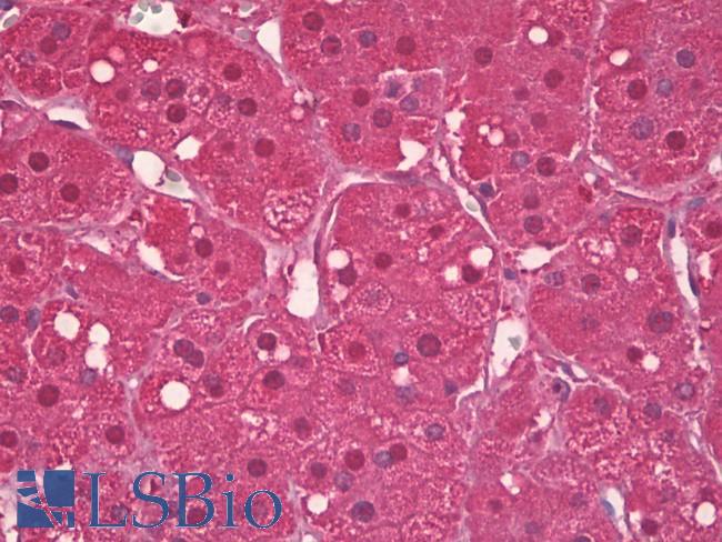 SNCG / Gamma-Synuclein Antibody - Anti-SNCG antibody IHC of human adrenal cortex. Immunohistochemistry of formalin-fixed, paraffin-embedded tissue after heat-induced antigen retrieval. Antibody dilution 1:200.