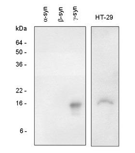 SNCG / Gamma-Synuclein Antibody - The recombinant synuclein family (alpha-, beta- and gamma-) and the extracts of HT-29 (colon adenocarcinoma) cells were resolved by SDS-PAGE, transferred to PVDF membrane and probed with polyclonal anti-human gamma-synuclein(1:1000). Proteins were visualized using a goat anti-rabbit secondary antibody conjugated to HRP and the ECL detection system.