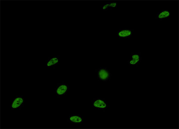 SNRPA / U1A Antibody - Immunofluorescence of monoclonal antibody to SNRPA on HeLa cell (antibody concentration 10 ug/ml).