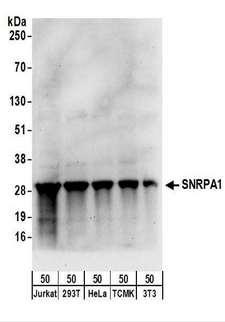 SNRPA1 Antibody - Detection of Human and Mouse SNRPA1 by Western Blot. Samples: Whole cell lysate (50 ug) from Jurkat, 293T, HeLa, mouse TCMK-1, and mouse NIH3T3 cells. Antibodies: Affinity purified rabbit anti-SNRPA1 antibody used for WB at 0.1 ug/ml. Detection: Chemiluminescence with an exposure time of 30 seconds.