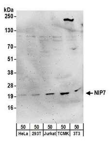 SNRPA1 Antibody - Detection of human and mouse NIP7 by western blot. Samples: Whole cell lysate (50 µg) from HeLa, HEK293T, Jurkat, mouse TCMK-1, and mouse NIH 3T3 cells. Antibodies: Affinity purified rabbit anti-NIP7 antibody used for WB at 0.4 µg/ml. Detection: Chemiluminescence with an exposure time of 3 minutes.