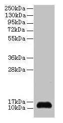 SNRPD2 Antibody - Western blot Small nuclear ribonucleoprotein Sm D2 antibody at 2µg/ml + 293T whole cell lysate Secondary Goat polyclonal to rabbit IgG at 1/15000 dilution Predicted band size: 14, 13 kDa Observed band size: 14, 80 kDa