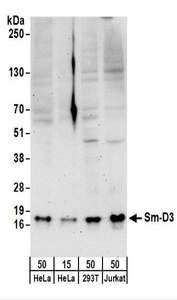 SNRPD3 Antibody - Detection of Human Sm-D3 by Western Blot. Samples: Whole cell lysate from HeLa (15 and 50 ug), 293T (50 ug), and Jurkat (50 ug) cells. Antibodies: Affinity purified rabbit anti-Sm-D3 antibody used for WB at 0.4 ug/ml. Detection: Chemiluminescence with an exposure time of 3 minutes.