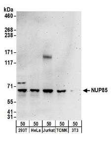 SNRPD3 Antibody - Detection of human and mouse NUP85 by western blot. Samples: Whole cell lysate (50 µg) from HEK293T, HeLa, Jurkat, mouse TCMK-1, and mouse NIH 3T3 cells. Antibodies: Affinity purified rabbit anti-NUP85 antibody used for WB at 0.1 µg/ml. Detection: Chemiluminescence with an exposure time of 3 minutes.