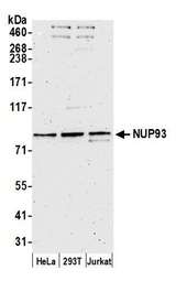SNRPD3 Antibody - Detection of human NUP93 by western blot. Samples: Whole cell lysate (15 µg) from HeLa, HEK293T, and Jurkat cells prepared using NETN lysis buffer. Antibody: Affinity purified rabbit anti-NUP93 antibody used for WB at 0.1 µg/ml. Detection: Chemiluminescence with an exposure time of 3 minutes.